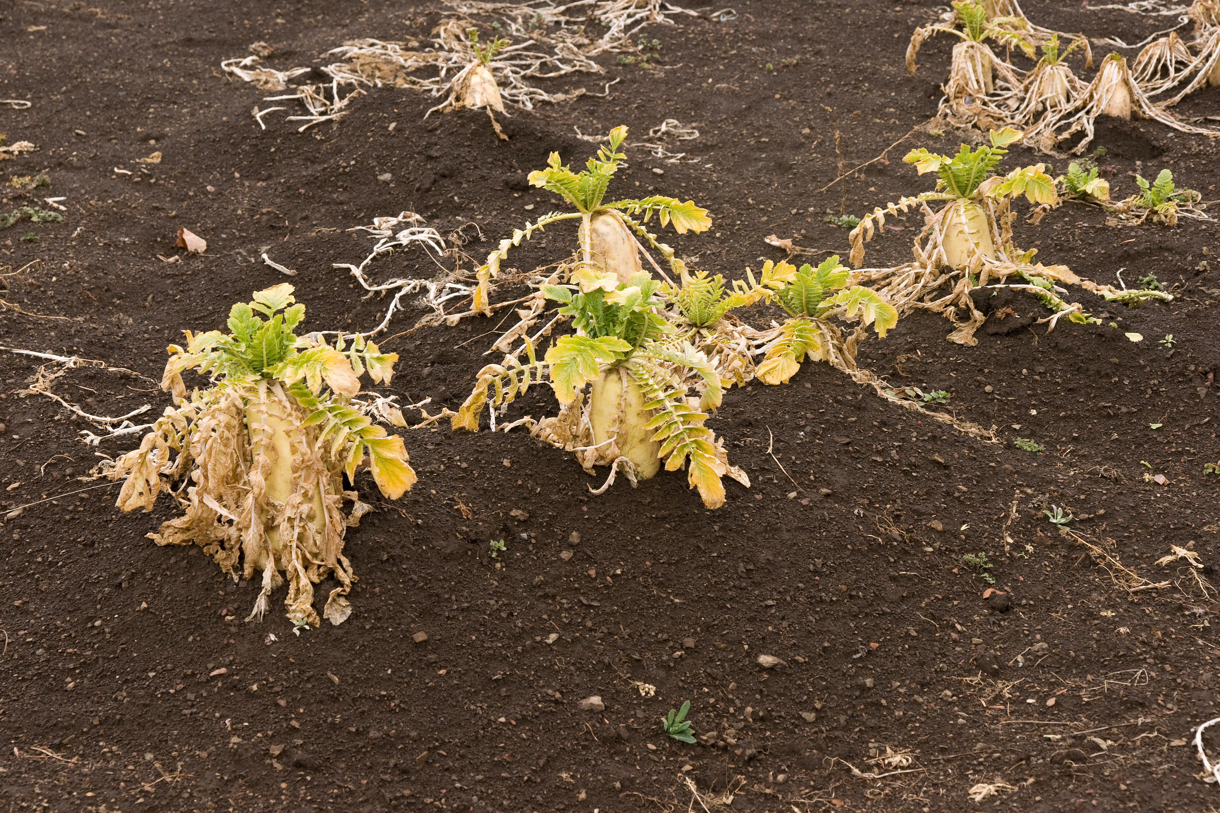 ترب - معرفی سبزی جات برگی